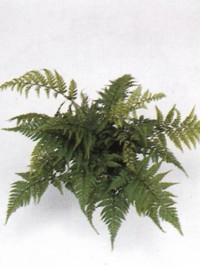 abt1L.jpg (10772 bytes)