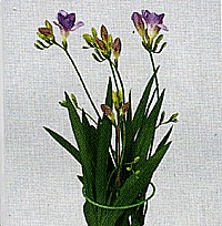 abt1L.jpg (10772 bytes)