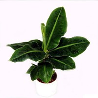 musa4L.jpg (8627 bytes)