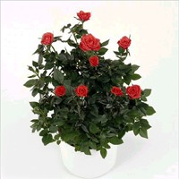 rosa15L.jpg (12706 bytes)