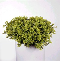 sedum2L.jpg (14637 bytes)