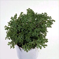 sedum3L.jpg (14060 bytes)