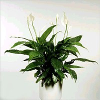 spath10L.jpg (12103 bytes)