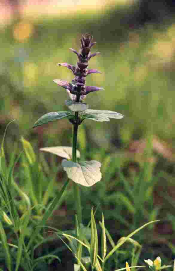 ��������� �����������